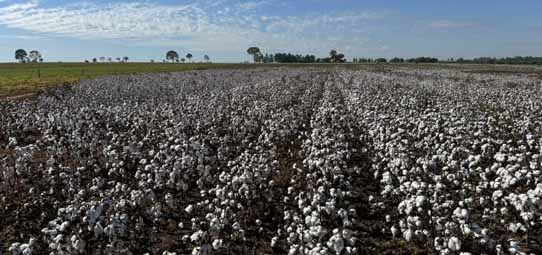 Vista panorâmica de um vasto campo de algodão em plena colheita, com inúmeras plantas carregadas de capulhos brancos abertos enfileirados em linhas regulares sobre solo avermelhado. Ao fundo, árvores de médio porte e céu azul com nuvens esparsas compõem a paisagem rural.