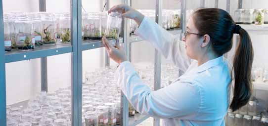 Estudante feminina de jaleco branco, óculos e cabelo preso em rabo de cavalo, trabalha em laboratório de cultura de tecidos vegetais. Ela segura e examina um frasco de vidro transparente contendo mudas de plantas em meio de cultura. Ao fundo, prateleiras metálicas azuis repletas de frascos e recipientes com plantas em diferentes estágios de crescimento preenchem todo o ambiente, evidenciando um laboratório de biotecnologia ou micropropagação vegetal.