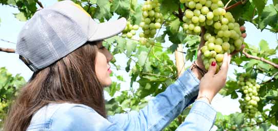 Jovem mulher de boné cinza e camisa jeans segura com as duas mãos um grande cacho de uvas verdes claras em um parreiral. Seu rosto está voltado para as uvas, com expressão concentrada. Folhas verdes abundantes ao redor criam um fundo natural e vibrante.