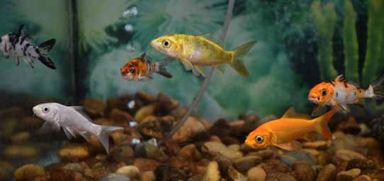 Interior de um aquário com seis peixes ornamentais de diferentes espécies e colorações: um peixe amarelo dourado ao centro, dois carpas laranja e brancas, um peixe branco prateado, um pequeno peixe preto com listras brancas e outro peixe laranja brilhante. O fundo do aquário é composto por pedras coloridas e há plantas aquáticas ao fundo.