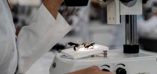 Mãos com jaleco branco ajustam um microscópio estereoscópico cuja sobre plataforma iluminada repousam dois insetos — aparentemente abelhas ou vespas — posicionados para análise. O ambiente é um laboratório científico com outros microscópios ao fundo desfocados.