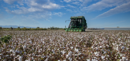Fotografia de uma grande colheitadeira verde trabalhando em uma vasta plantação de algodão. O campo se estende até o horizonte, repleto de capulhos de algodão brancos abertos, com folhas e galhos secos visíveis. O céu ao fundo é azul claro com nuvens brancas e extensas.