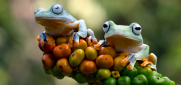 Fotografia macro de dois anfíbios, possivelmente pererecas, de cor verde-clara pálida com olhos grandes e escuros. Eles estão apoiados em um cacho compacto de frutos redondos e lisos que variam em cores do verde ao amarelo e ao laranja vibrante. As patas das pererecas têm ventosas alaranjadas e articulações azuis. O fundo é um ambiente natural verde, completamente desfocado.