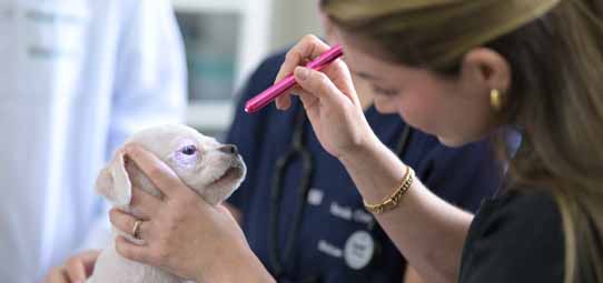 Estudante feminina de Medicina Veterinária, em jaleco azul escuro, examina os olhos de um filhote de cachorro branco com uma pequena lanterna rosa durante consulta clínica. O filhote, de olho azulado, está sendo gentilmente contido. Ao fundo desfocado, outro profissional com jaleco branco.