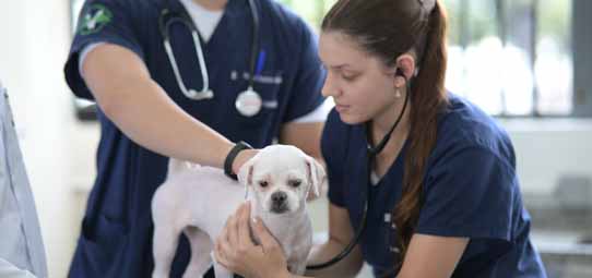 Dois estudantes de Medicina Veterinária em uniformes azul marinho com estetoscópios realizam atendimento clínico a um cão pequeno branco — aparentemente um Chihuahua ou Bulldog Francês. A estudante feminina de cabelo escuro preso ausculta o animal com estetoscópio enquanto o colega masculino auxilia na contenção gentil do pet. O ambiente é uma clínica veterinária escola com paredes claras.