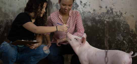 Duas estudantes agachadas interagem com um leitão rosa pequeno em um ambiente de suinocultura com parede de alvenaria envelhecida ao fundo. A estudante à esquerda, de blusa preta e jeans, segura uma prancheta com anotações, enquanto a outra, de blusa estampada rosa, sorri e toca o animal.